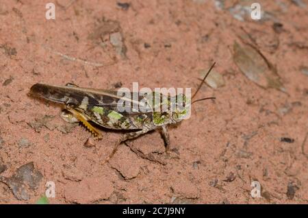 Orangeflügelter Grasshopper, Pardalophora phoenicoptera, weiblich Stockfoto