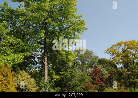 BATH, ENGLAND, VEREINIGTES KÖNIGREICH - Jul 10, 2019: The Botanical Gardens, Royal Victoria Park, Bath, England. 10. Juli 2019. Die Gärten wurden 1887 gegründet Stockfoto