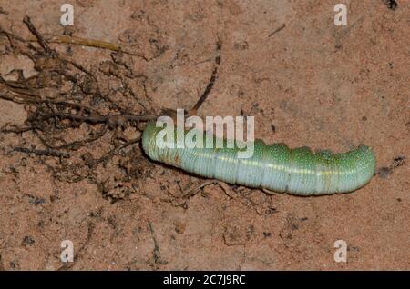Prominente Motte, Familie Notodontidae, Raupe gelähmt durch Fadenwasche, Ammophila sp. Stockfoto