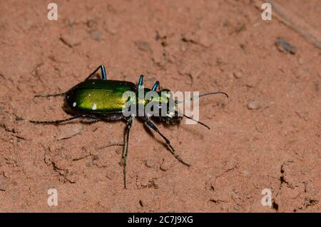 Six-Spotted Tiger Beetle, Cicindela sexguttata Stockfoto