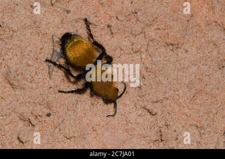 Samtanter, Dasymutilla bioculata, weiblich Stockfoto