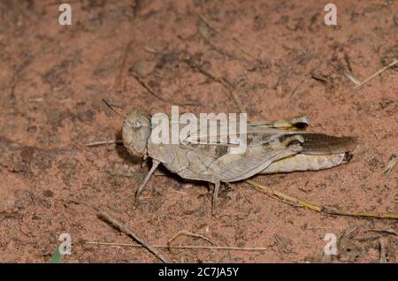 Orangeflügelter Grasshopper, Pardalophora phoenicoptera, weiblich Stockfoto