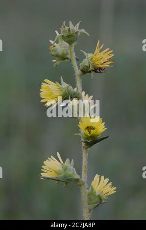 Kompass Pflanze, Silphion laciniatum Stockfoto