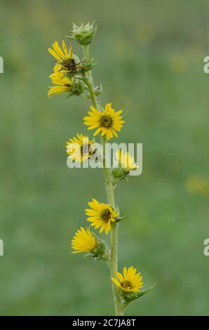 Kompass Pflanze, Silphion laciniatum Stockfoto