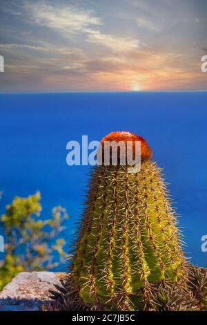 Kaktus mit Blick auf das Meer bei Sonnenuntergang Stockfoto