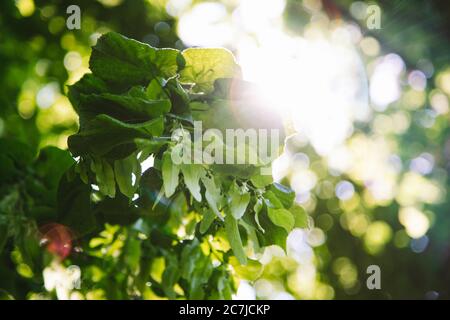 Lindenblätter mit Lindenblüten Stockfoto
