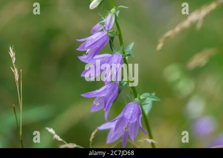 Kriechende Glockenblumen im Sommer Stockfoto