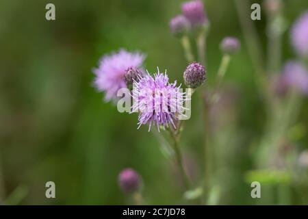 Schleichende Thistle Blumen im Sommer Stockfoto