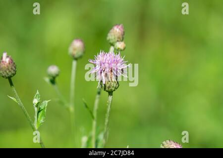 Schleichende Thistle Blumen im Sommer Stockfoto