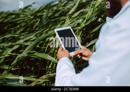 Nahaufnahme von Tablet-Computer in der Hand männlichen kaukasischen Technologen Agronom im Maisfeld Überprüfung der Qualität und Wachstum von Kulturen für die Landwirtschaft. Stockfoto