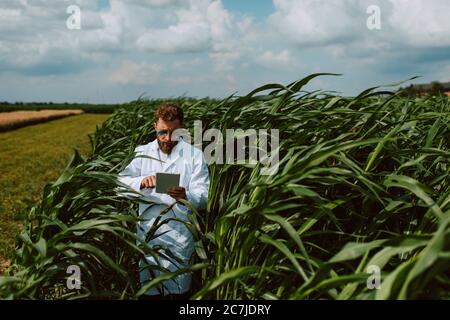 Männliche kaukasischen Technologen Agronom mit Tablet-Computer im Maisfeld Überprüfung der Qualität und Wachstum von Kulturen für die Landwirtschaft. Maisfeldsteuerung Stockfoto