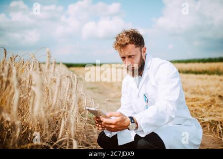 Männliche kaukasischen Technologen Agronom mit Tablet-Computer im Bereich der Weizen Kontrolle Qualität und Wachstum von Kulturen für die Landwirtschaft. Stockfoto