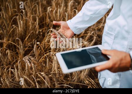 Nahaufnahme von Tablet-Computer in der Hand männlichen kaukasischen Technologen Agronom im Bereich der Weizenprüfung Qualität und Wachstum von Kulturen für die Landwirtschaft. Stockfoto