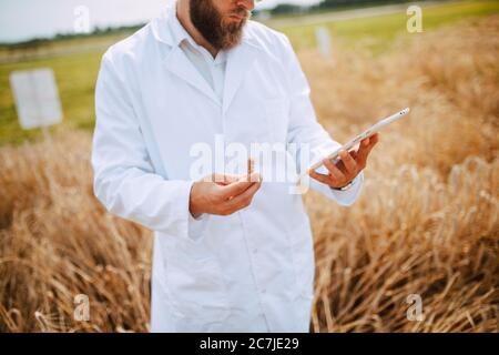 Männliche kaukasischen Technologen Agronom mit Tablet-Computer im Bereich der Weizen Kontrolle Qualität und Wachstum von Kulturen für die Landwirtschaft. Stockfoto