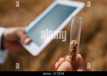 Nahaufnahme von Tablet-Computer in der Hand männlichen kaukasischen Technologen Agronom im Bereich der Weizenprüfung Qualität und Wachstum von Kulturen für die Landwirtschaft. Stockfoto