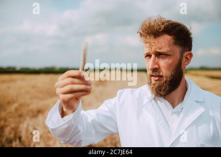 Männliche kaukasischen Technologen Agronom mit Tablet-Computer im Bereich der Weizen Kontrolle Qualität und Wachstum von Kulturen für die Landwirtschaft. Stockfoto