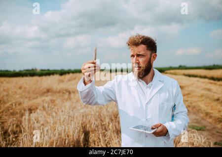 Männliche kaukasischen Technologen Agronom mit Tablet-Computer im Bereich der Weizen Kontrolle Qualität und Wachstum von Kulturen für die Landwirtschaft. Stockfoto