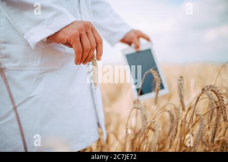 Nahaufnahme von Tablet-Computer in der Hand männlichen kaukasischen Technologen Agronom im Bereich der Weizenprüfung Qualität und Wachstum von Kulturen für die Landwirtschaft. Stockfoto