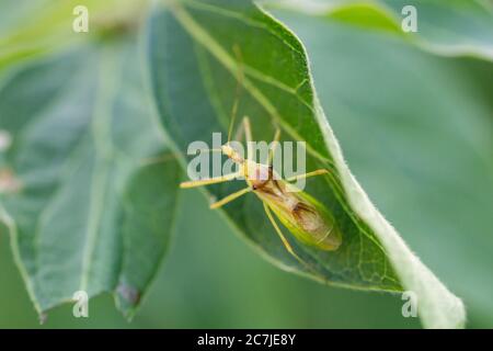 Blass Green Assassin Bug im Sommer Stockfoto