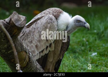 Wütend Weißkopfseeadler auf einem Stück Holz mit gesetzt Ein verschwommener grüner Hintergrund Stockfoto