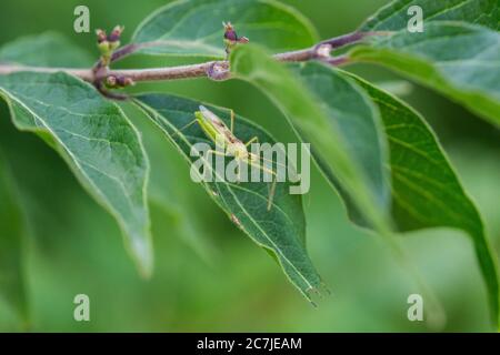 Blass Green Assassin Bug im Sommer Stockfoto