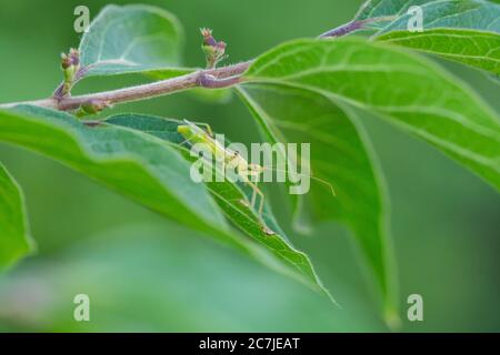 Blass Green Assassin Bug im Sommer Stockfoto