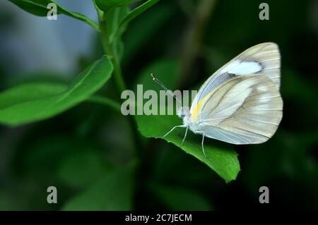 Appias libythea Schmetterling, der gestreifte Albatros ist ein kleiner Schmetterling der Familie Pieridae Stockfoto