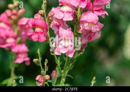 Snapdragon blüht im Sommer Stockfoto