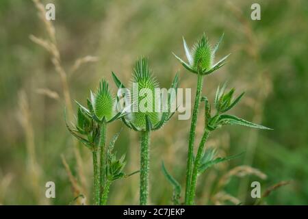 Wildtase Blütenstand im Sommer Stockfoto