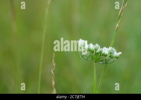 Wilde Karotten Blumen im Sommer Stockfoto