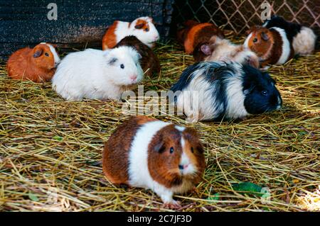 Selektive Aufnahme von Hamstern, die auf dem Boden laufen Stockfoto