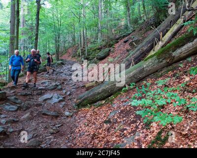 Wanderweg in der Rieslochschlucht bei Bodenmais, Bayerischer Wald, Bayern, Deutschland Stockfoto