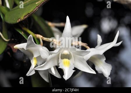 Natur weiß Dendrobium crumenatum oder Taubenorchidee im Garten Stockfoto