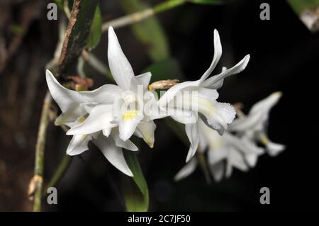 Natur weiß Dendrobium crumenatum oder Taubenorchidee im Garten Stockfoto