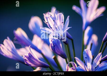 Nahaufnahme von Agapanthus-Blüten auf unscharfem Hintergrund Stockfoto