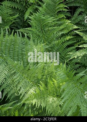 Fern, Lusen, Nationalpark, Bayerischer Wald, Bayern, Deutschland Stockfoto