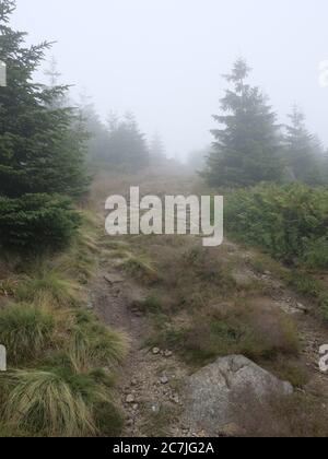 GOLDSTEIG auf dem Dreissesselberg im Nebel, Bayerischer Wald, Bayern, Deutschland Stockfoto