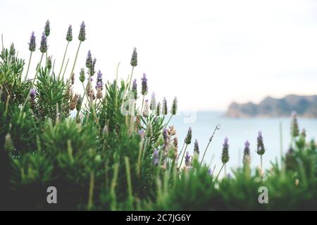 Detail von blühendem lila Lavendel auf verschwommener Seesee, Altea, Spanien Stockfoto
