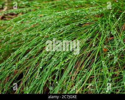 Gras mit Regentropfen, Bayerischer Wald, Bayern, Deutschland Stockfoto