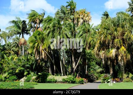 Australien Sydney - Gehweg im Hyde Park Stockfoto