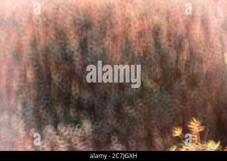 Spanien, Cuenca, Wicker Anbau in Canamares im Herbst Stockfoto