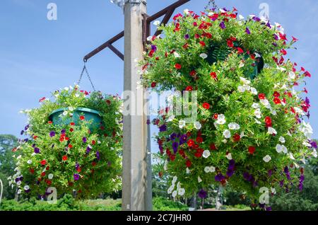 Petunien blühen in hängenden Töpfen am Fairhope Municipal Pier, 11. Juli 2020, in Fairhope, Alabama. Stockfoto