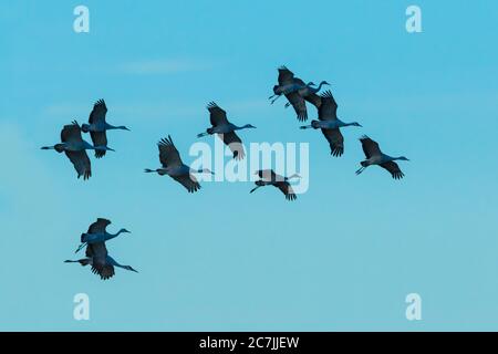 Eine Herde Sandhill Cranes, Antigone canadensis, die zu ihrem Platz im Bosque del Apache National Wildlife Refuge, New Mexico, fliegen. Stockfoto