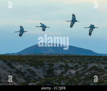 Vier Sandhill Cranes, Antigone canadensis, fliegen am Abend im Bosque del Apache National Wildlife Refuge, New Mexico, USA, zum Platz. Stockfoto