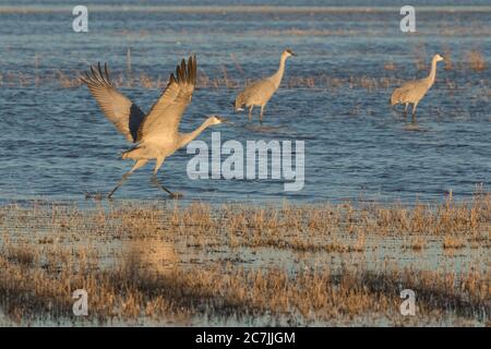 Ein Sandhill Crane, Antigone canadensis, fliegt im Bosque del Apache National Wildlife Refuge, New Mexico, USA. Stockfoto