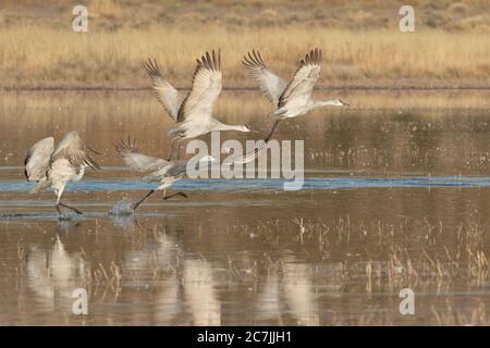 Sandhill Cranes, Antigone canadensis, Flug im Bosque del Apache National Wildlife Refuge, New Mexico, USA. Stockfoto