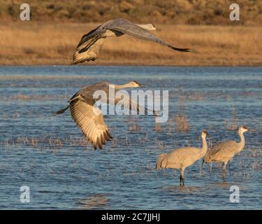 Sandhill Cranes, Antigone canadensis, Flug im Bosque del Apache National Wildlife Refuge, New Mexico, USA. Stockfoto