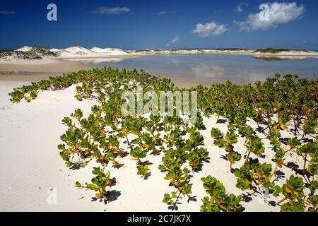 Mosambik, Bazaruto Archipel, kristallklares Wasser und flache Sandbanden vor Benguerra Island, Stockfoto