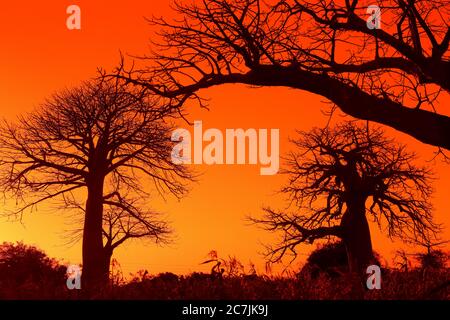 Afrikanischer Baobab, auch Adansonia digitata genannt, manchmal auch als umgedrehter Baum bekannt, Vilanculos, Mosambik, Mosambik, Ostafrika, Afrika Stockfoto