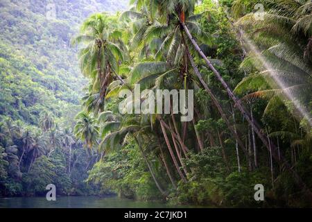 Loboc River, Bohol, Central Visayas, Philippinen Stockfoto